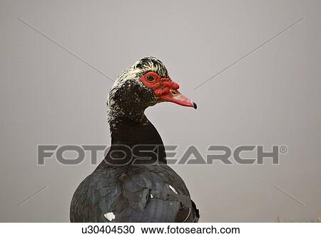 gallinula, moorhen, usa, florida, scenic, common View Large Photo Image Stock Image - gallinula, moorhen, usa, florida, scenic, common. Fotosearch