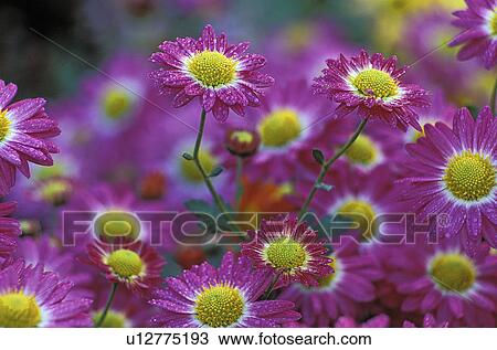 Stock Image - garden, chrysanthemums, botanical, york, new, korean. Fotosearch