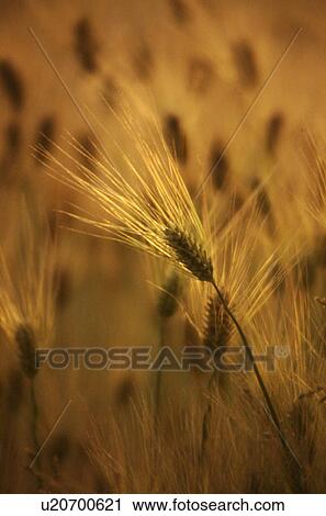 Stock Image - golden, baltimore, farming, agriculture, county, maryland. Fotosearch