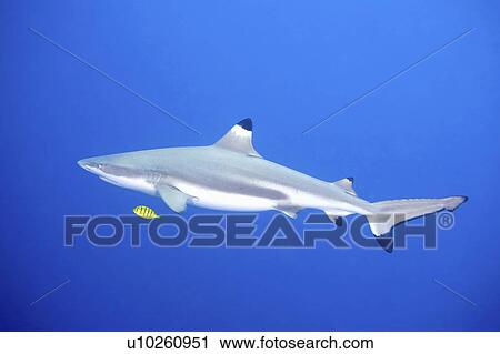 Stock Image - golden, reef, fish, pilotfish, shark, blacktip. Fotosearch