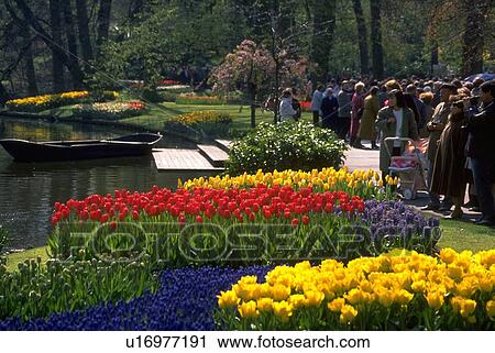 grace, colored, flowers, hyacinths, tulips, brightly View Large Photo Image Stock Image - grace, colored, flowers, hyacinths, tulips, brightly. Fotosearch