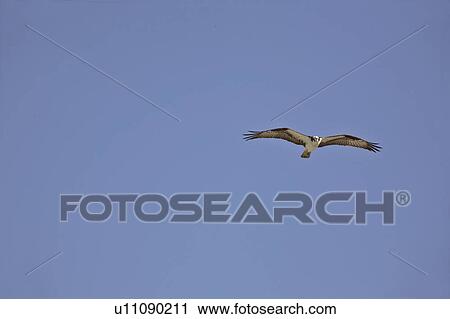 Stock Image - haliaetus, scenic, pandion, usa, florida, osprey. Fotosearch