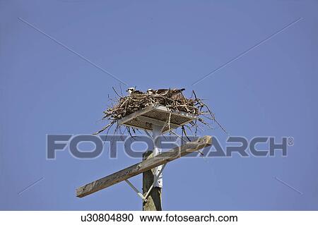 Stock Image - haliaetus, scenic, pandion, usa, florida, osprey. Fotosearch