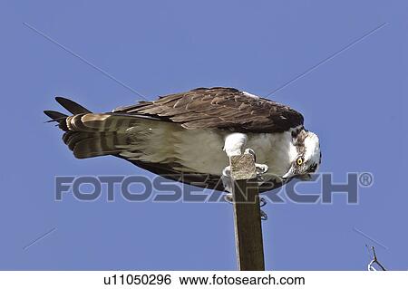 haliaetus, scenic, pandion, usa, florida, osprey View Large Photo Image Stock Photograph - haliaetus, scenic, pandion, usa, florida, osprey. Fotosearch