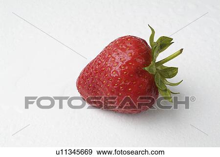 having, lowgrowing, fragaria, genus, plants, various View Large Photo Image Stock Photo - having, lowgrowing, fragaria, genus, plants, various. Fotosearch