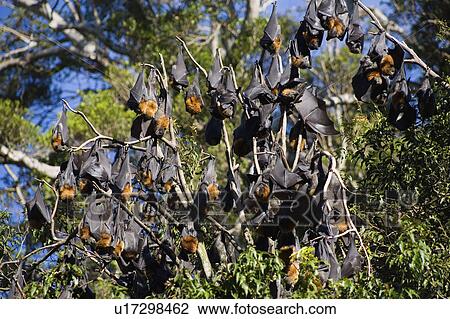 headed, bats, grey, day, roosting, colony View Large Photo Image Stock Image - headed, bats, grey, day, roosting, colony. Fotosearch