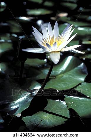 hi, water, kauai, poipu, lily, white View Large Photo Image Picture - hi, water, kauai, poipu, lily, white. Fotosearch