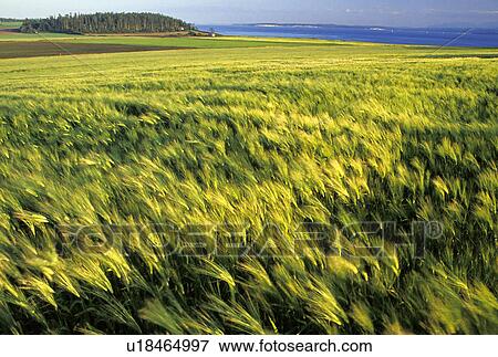historic, ebeys, national, landing, prairie, wheat View Large Photo Image Stock Photo - historic, ebeys, national, landing, prairie, wheat. Fotosearch