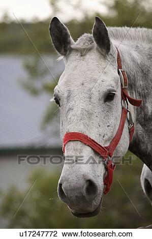horse, fence, looking, gray View Large Photo Image Stock Image - horse, fence, looking, gray. Fotosearch