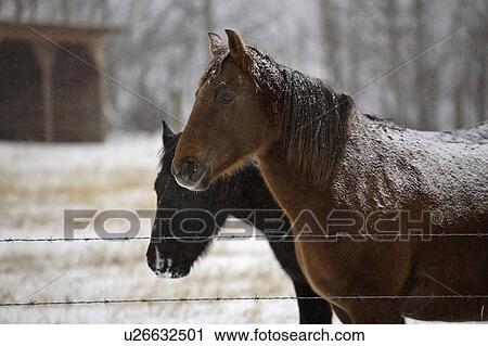 horse, winter, canada, alberta, pasture, horses View Large Photo Image Stock Image - horse, winter, canada, alberta, pasture, horses. Fotosearch