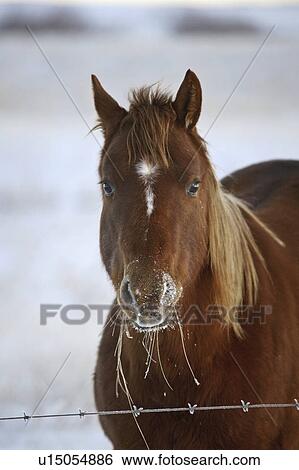 Stock Photograph - horse, wire, barbed, looking, brownish. Fotosearch