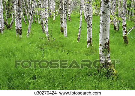 Picture - horsetail, trunks, common, floor, rising, tree. Fotosearch