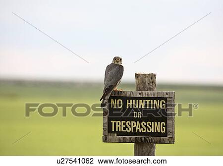 Stock Image - hunting, scenic, sign, kestrel. Fotosearch