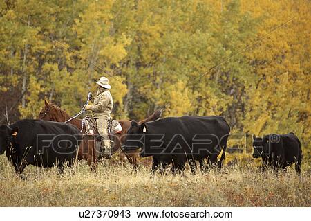 inside, driving, road, cattle, four, cowboy View Large Photo Image Stock Image - inside, driving, road, cattle, four, cowboy. Fotosearch