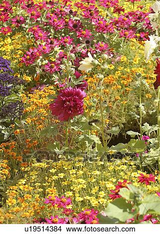 island, flowers, north, gardens, japanese, lovely View Large Photo Image Picture - island, flowers, north, gardens, japanese, lovely. Fotosearch
