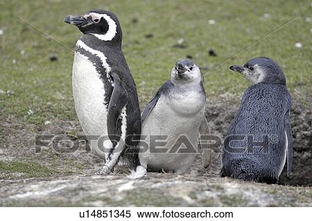 Stock Photography - islands, penguin, falkland, babies, mother, magellanic. Fotosearch