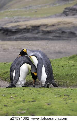 islands, penguin, falkland, behavior, courtship, king View Large Photo Image Stock Image - islands, penguin, falkland, behavior, courtship, king. Fotosearch