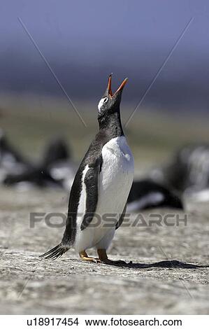 Picture - islands, penguin, falkland, out, calling, gentoo. Fotosearch