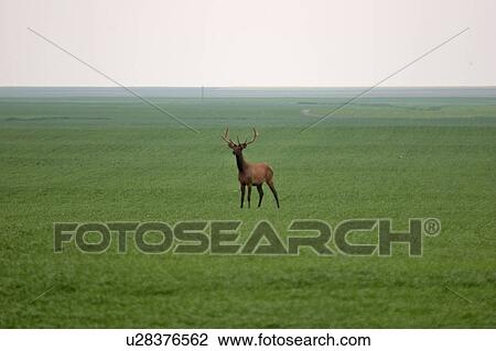 Stock Image - jaw, elk, moose, sw, field, male. Fotosearch