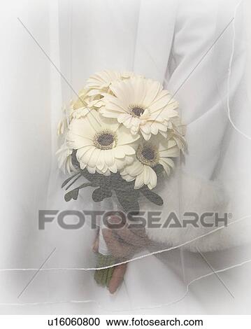 jaw, holding, moose, studio, bouquet, bride View Large Photo Image Stock Image - jaw, holding, moose, studio, bouquet, bride. Fotosearch