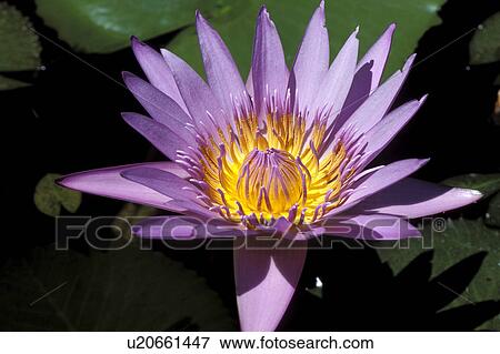 kauai, water, poipu, pink, lily, ponk View Large Photo Image Stock Photo - kauai, water, poipu, pink, lily, ponk. Fotosearch