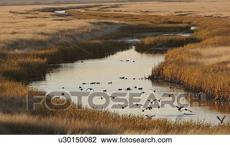 lake, birds, chaplin, coming, creek, water View Large Photo Image Stock Image - lake, birds, chaplin, coming, creek, water. Fotosearch