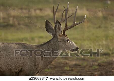 Stock Photo - lake, deer, pound, buffalo, buck, mule. Fotosearch