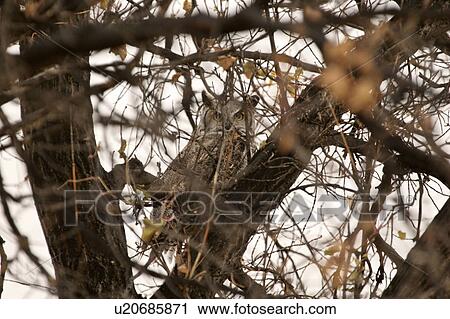 Stock Image - lake, horned, eyebrow, tree, owl, great. Fotosearch