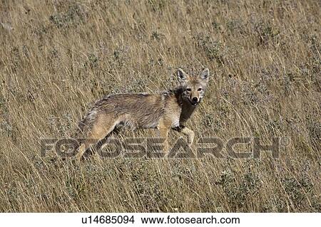 lakes, coyote, waterton, gophers, hunting, young View Large Photo Image Picture - lakes, coyote, waterton, gophers, hunting, young. Fotosearch