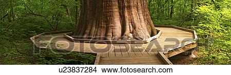 Picture - large, boardwalk, trunk, around, wrapping, wooden. Fotosearch