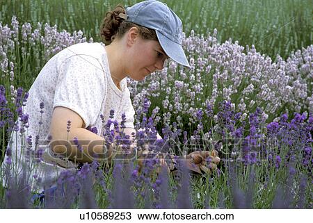 Stock Image - lavender, released, harvesting, farm, wa, model. Fotosearch