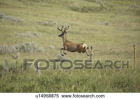 leaping, deer, antlers, large, buck, mule View Large Photo Image Stock Photography - leaping, deer, antlers, large, buck, mule. Fotosearch