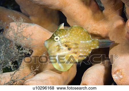 leatherjacket, sponge, sea, sheltering, pygmy View Large Photo Image Stock Photo - leatherjacket, sponge, sea, sheltering, pygmy. Fotosearch