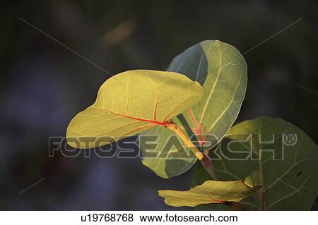 leaves, leafed, usa, florida, plant, large View Large Photo Image Stock Photo - leaves, leafed, usa, florida, plant, large. Fotosearch