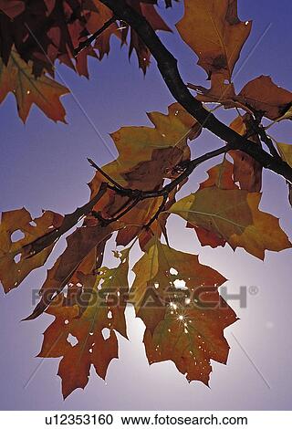 leaves, shining, oak, black, through, sunlight View Large Photo Image Stock Image - leaves, shining, oak, black, through, sunlight. Fotosearch