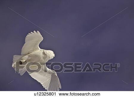 Stock Image - length, owl, large, scandiacus, bubo, snowy. Fotosearch