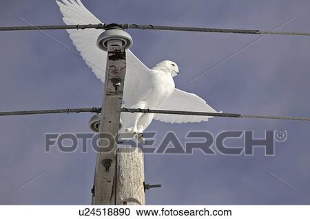 length, owl, large, scandiacus, bubo, snowy View Large Photo Image Stock Image - length, owl, large, scandiacus, bubo, snowy. Fotosearch