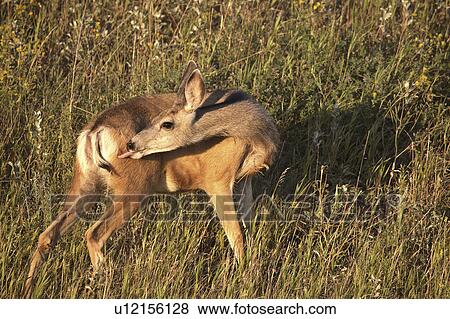 Stock Photo - lick, mule, trying, doe, deer, young. Fotosearch