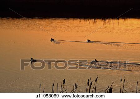 Stock Photo - lighting, pothole, swimming, ducks, sunrise. Fotosearch