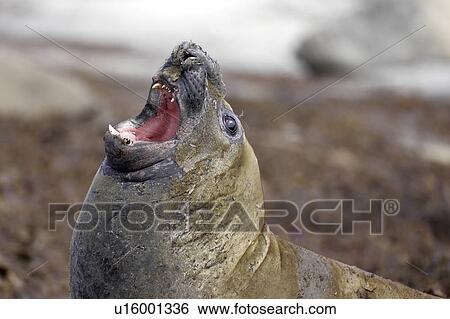 lion, sealion, sea, islands, falkland, southern View Large Photo Image Stock Photograph - lion, sealion, sea, islands, falkland, southern. Fotosearch