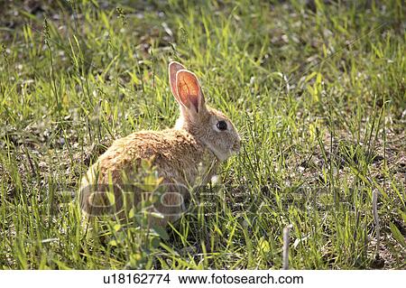 Picture - little, scenic, rabbit, bunny, cute. Fotosearch