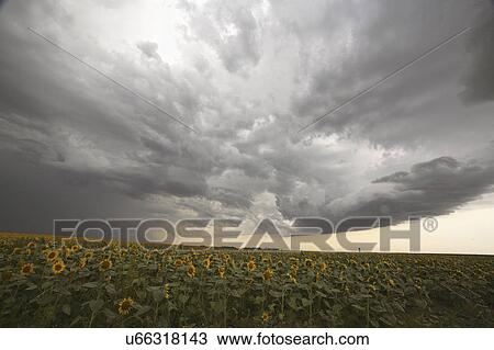 looking, sunflower, clouds, storm, nasty View Large Photo Image Stock Image - looking, sunflower, clouds, storm, nasty. Fotosearch