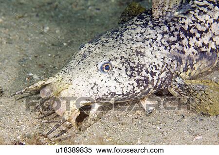 Stock Photography - macrocephalus, catfish, cnidoglanis, esturine, holder, estuary. Fotosearch