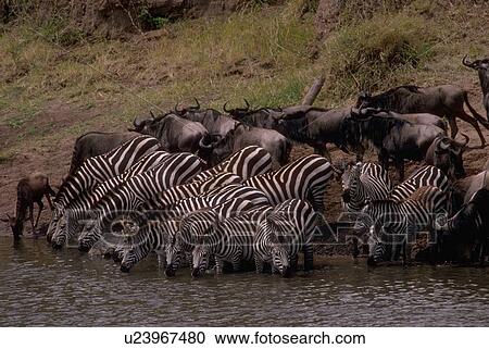 mara, migration, masai, plain, serengeti, animal View Large Photo Image Stock Image - mara, migration, masai, plain, serengeti, animal. Fotosearch
