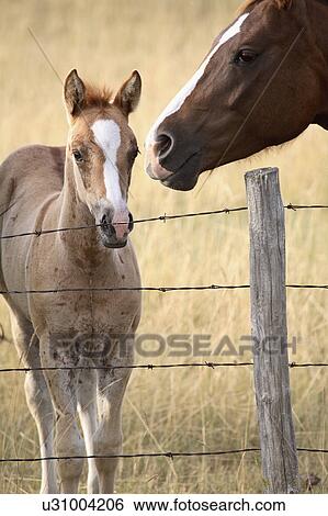 mare, horse, pasture, saskatchewan, foal View Large Photo Image Stock Photograph - mare, horse, pasture, saskatchewan, foal. Fotosearch