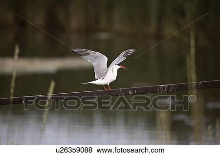 marshes, tern, lake, chaplin, railing, forsters View Large Photo Image Stock Photo - marshes, tern, lake, chaplin, railing, forsters. Fotosearch