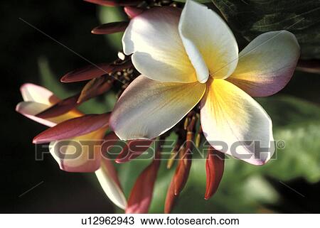maui, plumeria, poipu, melia, pua, white View Large Photo Image Stock Image - maui, plumeria, poipu, melia, pua, white. Fotosearch
