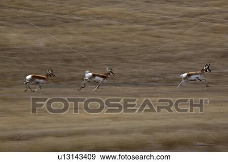 member, antelope, surviving, americana, antilocapra, pronghorn View Large Photo Image Stock Photo - member, antelope, surviving, americana, antilocapra, pronghorn. Fotosearch