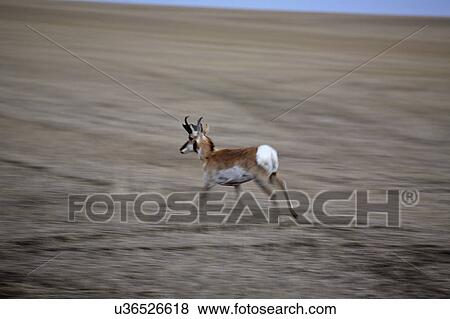 member, antelope, surviving, americana, antilocapra, pronghorn View Large Photo Image Stock Photo - member, antelope, surviving, americana, antilocapra, pronghorn. Fotosearch