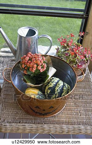 minnesota, arrangement, paul, gourds, flowers, autumn View Large Photo Image Stock Image - minnesota, arrangement, paul, gourds, flowers, autumn. Fotosearch